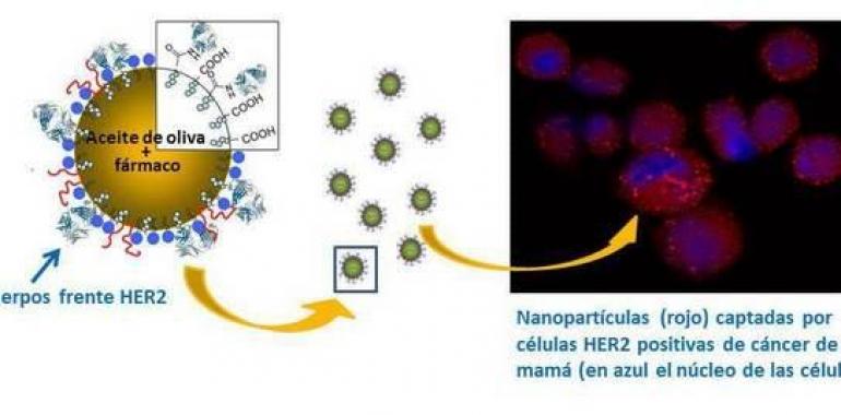 Nanocápsulas antitumorales con aceite de oliva en líneas celulares de cáncer de mama