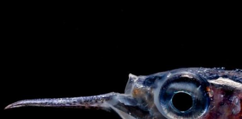 Descubren una biomasa de peces en el océano 10 veces mayor de lo que se creía