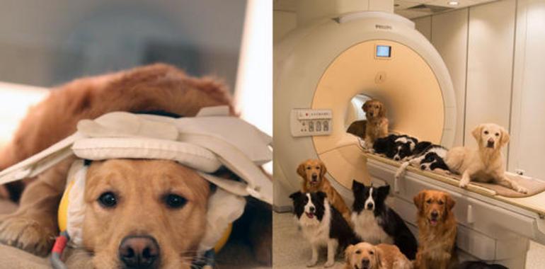 Perros y humanos comparten áreas cerebrales para voz y sonido