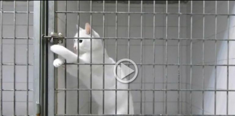 Las habilidades de un gato escapista triunfan en la red