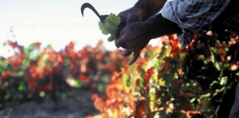 Calificada como ‘Buena’ la cosecha 2013 de Rioja