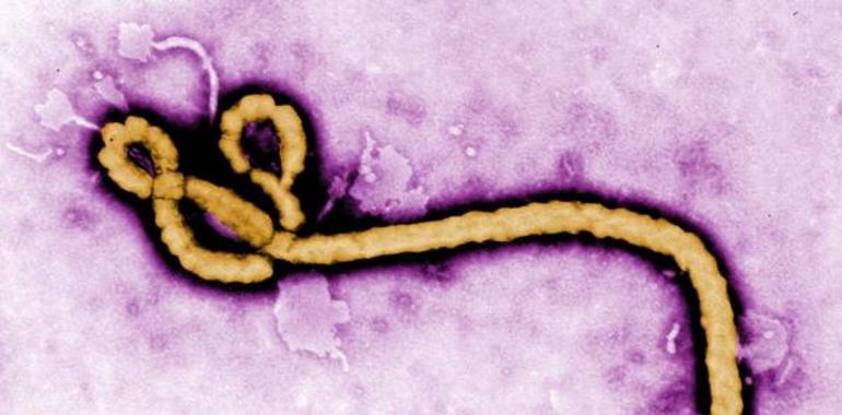 Así maniobra el Ébola para desactivar nuestras defensas