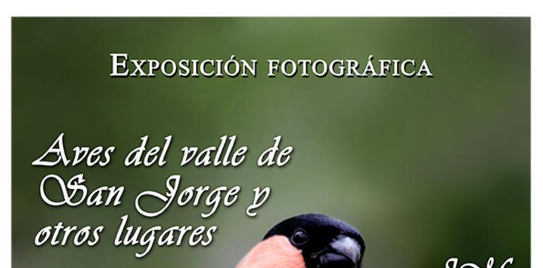 Las fotos de aves de Nel Pumares en la Casa de Cultura de Nueva de Llanes