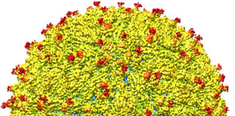 Desentrañada la estructura del virus del Zika 