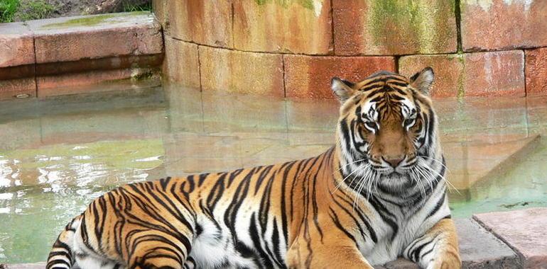 La policía incauta 7 tigres de Bengala y dos jaguares en una casa de Pepe 