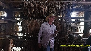 Pinar del Río y su valle de Viñales la Meca del tabaco en Cuba.