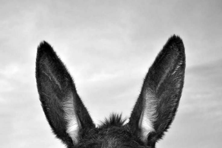 Platero