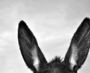 Platero