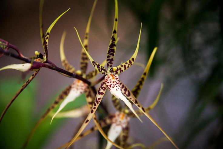 Orquídea salvaje