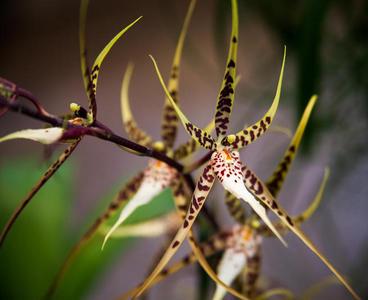 Orquídea salvaje