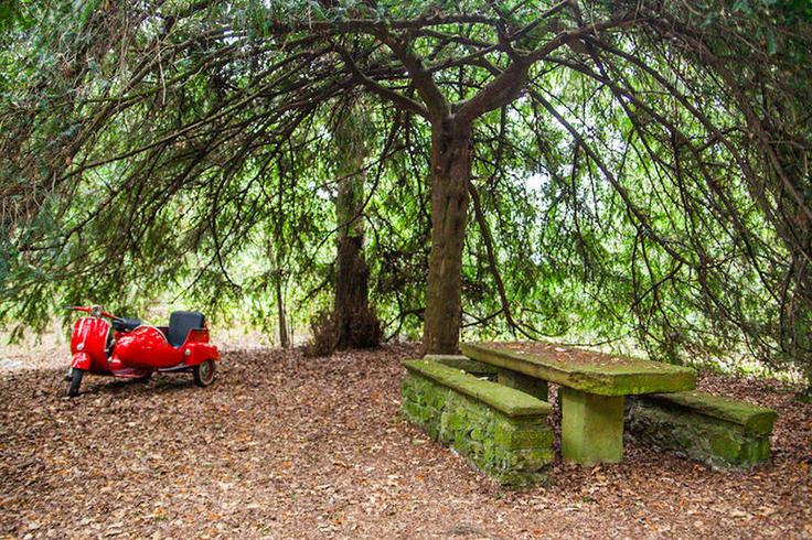 Un sidecar en el bosque