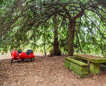 Un sidecar en el bosque