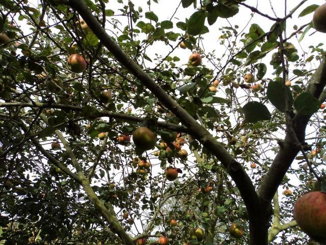 Manzanes de Raxao en Colunga