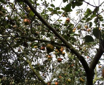 Manzanes de Raxao en Colunga