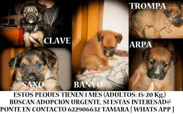 ADOPCIÓN URGENTE Y RESPONSABLES