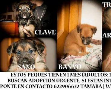 ADOPCIÓN URGENTE Y RESPONSABLES