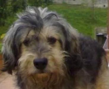 Buscan perru \guelín\ perdido en Pinzales-Porceyo, Gijón