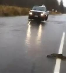 Salmones cruzan una carretera para desovar (VIDEO)