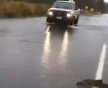 Salmones cruzan una carretera para desovar (VIDEO)