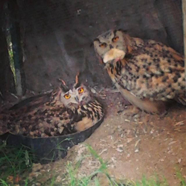 Lluna y Orión estrenan buho paternidad en el Zoo de Oviedo