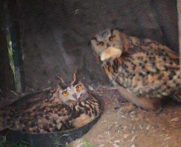 Lluna y Orión estrenan buho paternidad en el Zoo de Oviedo