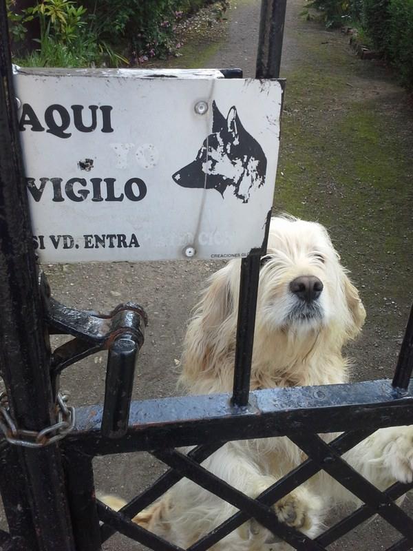 El perrín, mucho más guapu que la foto