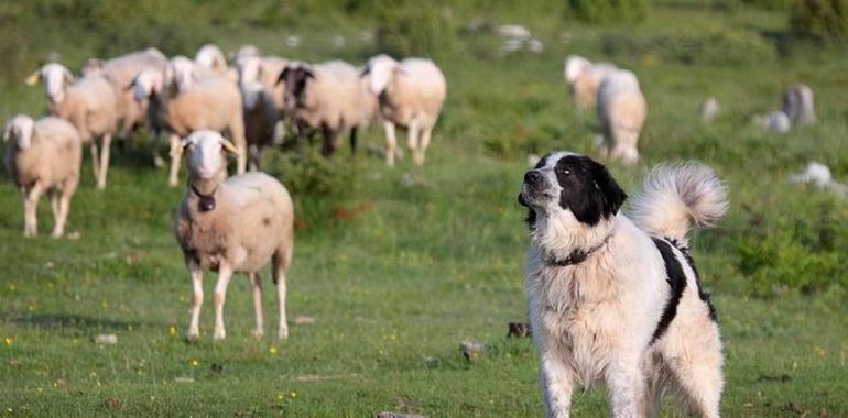Uniovi: Estudio científico aconseja perros de pastoreo en vez de exterminar lobos