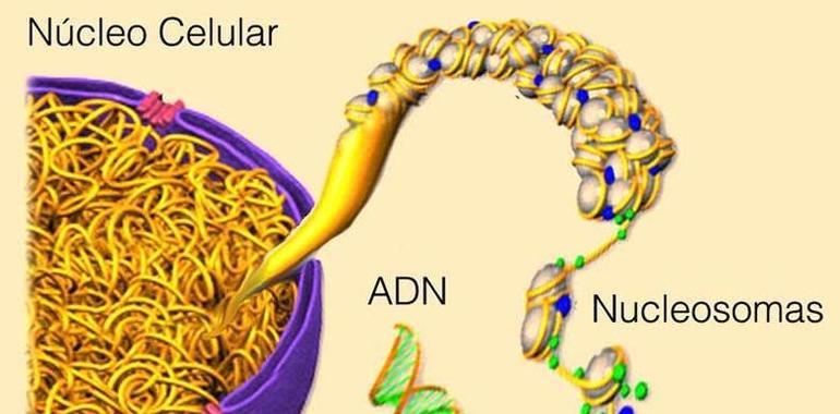 Descifrado el primer nivel de plegamiento del ADN