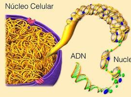 Descifrado el primer nivel de plegamiento del ADN