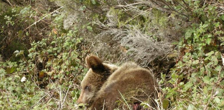 La osa rescatada en Proaza murió por graves lesiones