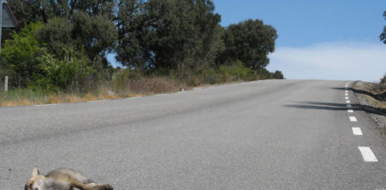 Asturias: Más de 2,1 millones para gestión y conservación de carreteras autonómicas 