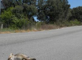 Asturias: Más de 2,1 millones para gestión y conservación de carreteras autonómicas 