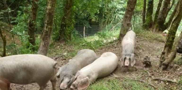 Charla sobre sinergias entre el castañar y el gochu asturcelta en Tineo