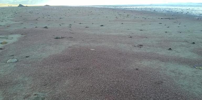 Millones de pequeños crustáceos muertos en las playas asturianas