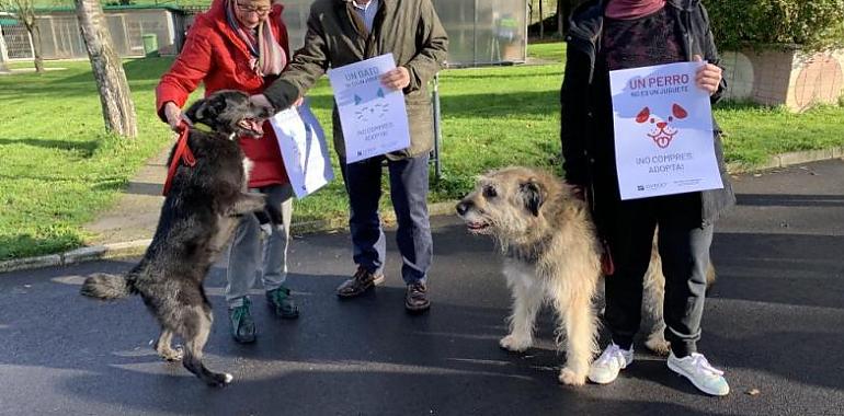 Oviedo impulsa una campaña de concienciación para no regalar animales por Navidad