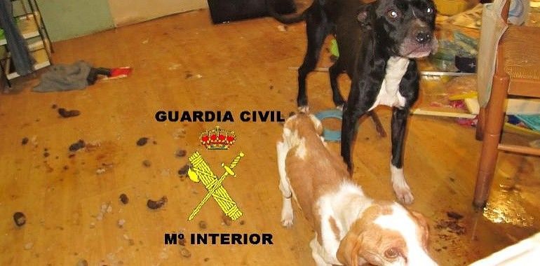La Guardia Civil rescata a varios perros maltratados en Moreda y Vegadeo