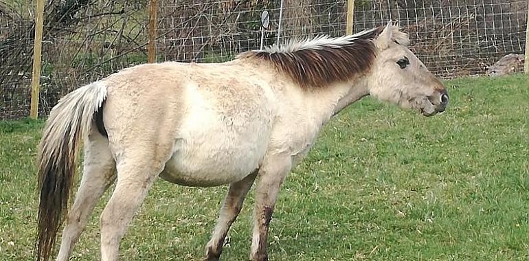 Dos caballos tarpanes en el Parque de la Prehistoria de Teverga