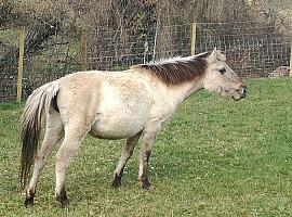 Dos caballos tarpanes en el Parque de la Prehistoria de Teverga