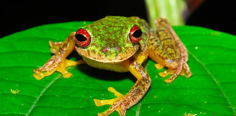 Asesino de ranas