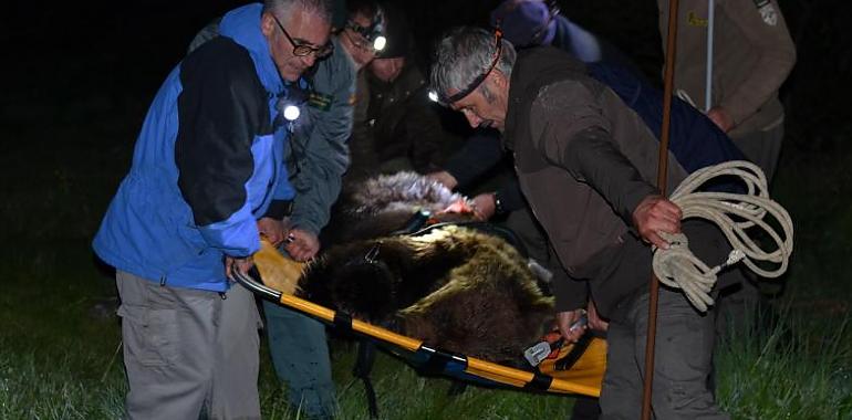 Rescatan un oso malherido en Palacios del Sil