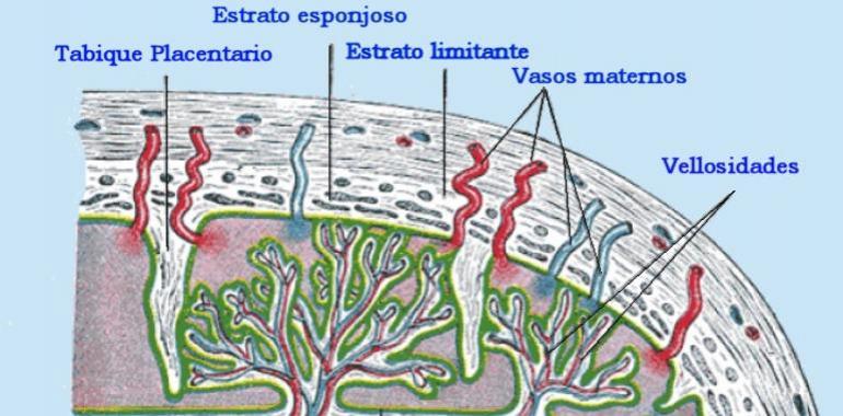 Los hematólogos desaconsejan el uso de bancos privados de cordón umbilical