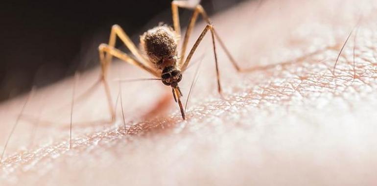 La malaria más mortífera llegó a Europa desde la India