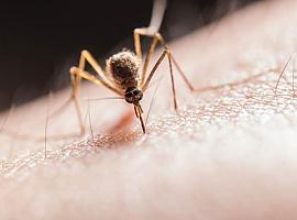 La malaria más mortífera llegó a Europa desde la India