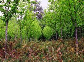 Los bosques ofrecen recursos contra el hambre mundial