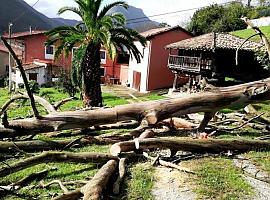 Amelie derribó un gran número de árboles en Llanes