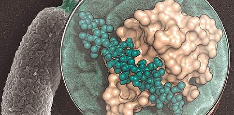 Investigadores del CSIC revelan la estructura de una maquinaria clave en la división de las bacterias