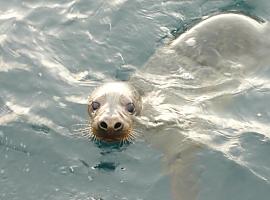Liberada la foca gris recogida en noviembre en la playa del Arañón