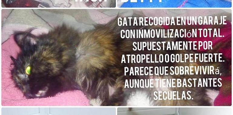El Colegio de Veterinarios ve adecuadas las condiciones del albergue de animales de Gijón