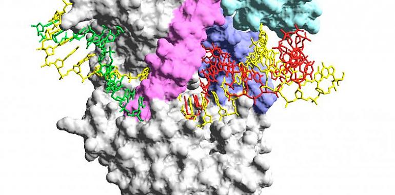 Desarrollan en España un sencillo y rápido detector del coronavirus in situ