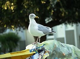 Avilés controlará gaviotas y estorninos desde el 27 de abril